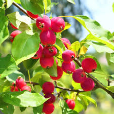 Candymint Crabapple Seeds - 25+ Premium Seeds for Garden Planting - Malus coronaria - Attracts Pollinators, Pink Flowers