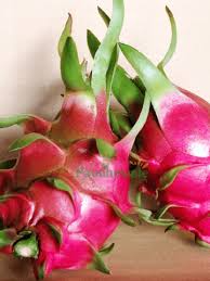 4 Vietnamese Dragon Fruit Cuttings - White Flesh, Self-Pollinating - Hylocereus undatus - Easy to Grow, Container-Friendly