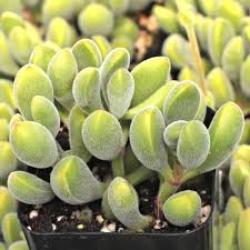 Crassula Rogersii ‘Velvet Club’ Succulent | 1 Live Bare Root Plant | Fuzzy Leaves, Unique Texture, Easy-Care Houseplant