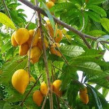 Canistel Tree Seedling | 9-Inch Starter Plant | Tropical Fruit Tree | Pouteria campechiana | Easy to Grow, Warm Climate