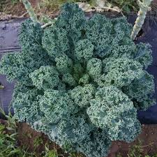 Dwarf Blue Curled Scotch Kale Seeds 1g | Brassica oleracea | Heirloom Non-GMO | Nutritious Easy-Grow Vegetable Seeds