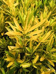 Codiaeum Variegatum ‘Sunny Star’ Croton Bare Root Live Plant 7-10” - Vibrant Green & Yellow Tropical Foliage