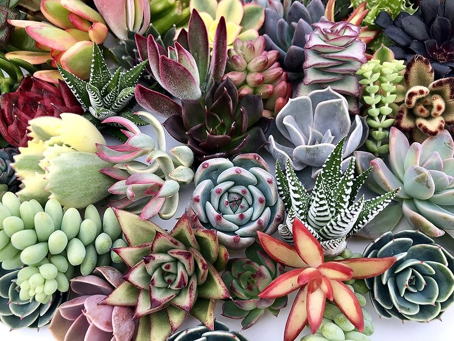 10 Assorted Succulent Cuttings for Terrariums, Echeveria, Crassula, Sedum Varieties, Ideal for Mini Fairy Gardens, USA