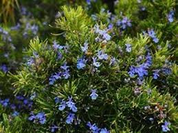Organic Rosemary Live Dipped Cuttings 10-12" | Culinary Herb | Rosmarinus officinalis | Aromatic Evergreen Plant