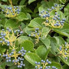 Arrowwood Viburnum Bush | Live Bare Root Plant | White Flowers & Edible Blue-Black Fruits | Viburnum dentatum