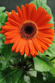 Peach Gerbera Daisy Seeds - 200+ Large Peach Blooms - Gerbera jamesonii - Perennial Flower for Borders & Containers