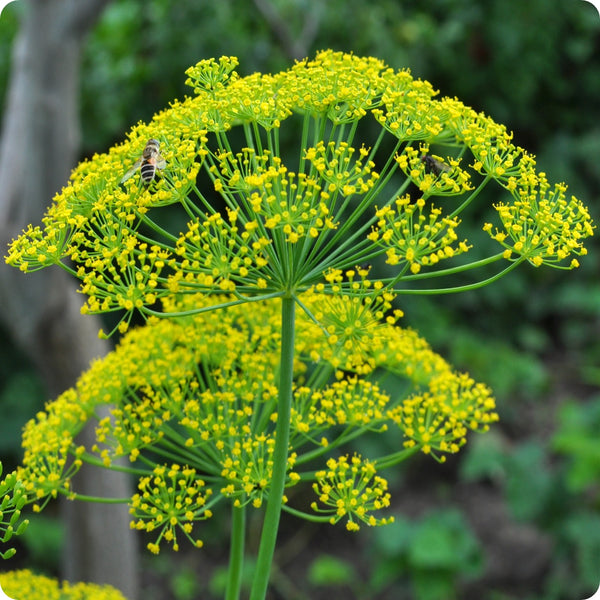 500 Seeds Mammoth Dill Herb - Aromatic Culinary Plant, Pollinator Friendly, Anethum graveolens, Ideal for Gardens