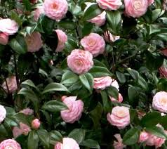 Pink Perfection Camellia Japonica Starter Plant | Pale Pink Double Blooms | Evergreen Shrub for Shade Gardens | Zones 7b-10