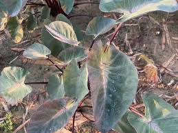 Colocasia esculenta 'Tropical Storm' Elephant Ear Bare Root Live Plant 10” - Exotic Foliage with Dark Purple Centers