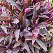 9 Organic Unrooted Cuttings - Purple Heart Wandering Jew - Tradescantia pallida - Easy Propagation Home Decor Plant