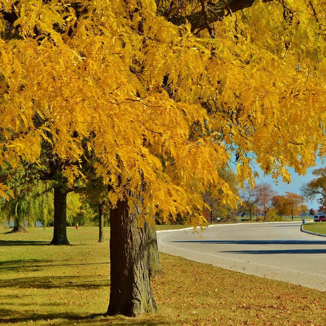 Thornless Honey Locust Tree Seedling 18"-24" | Fast-Growing Gleditsia triacanthos 'Inermis' with Yellow Flowers | Full Sun