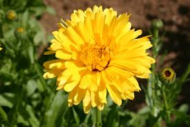 Calendula Seeds 300mg - Pacific Beauty Yellow Dark, Pollinator Friendly, Easy to Grow, Calendula officinalis