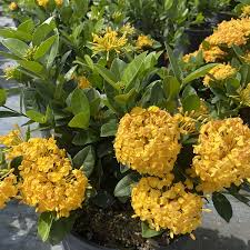 Tropical Starter Plants - 2 Live Ixora coccinea 'Yellow Maui' - Vibrant Yellow Flowering Shrub for Gardens and Containers
