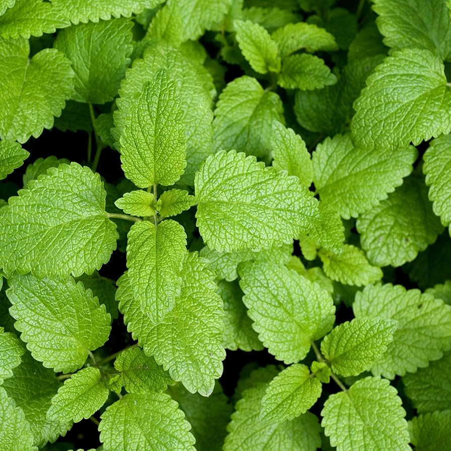Lemon Balm Seeds | Heirloom Non-GMO | Lemon-Mint Aroma | Melissa officinalis | Culinary Herb for Zones 3-9