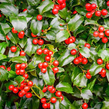 Chinese Holly Seeds 500mg - Ilex cornuta - Evergreen Shrub with Red Berries & Glossy Spiny Leaves for Hedges & Wildlife