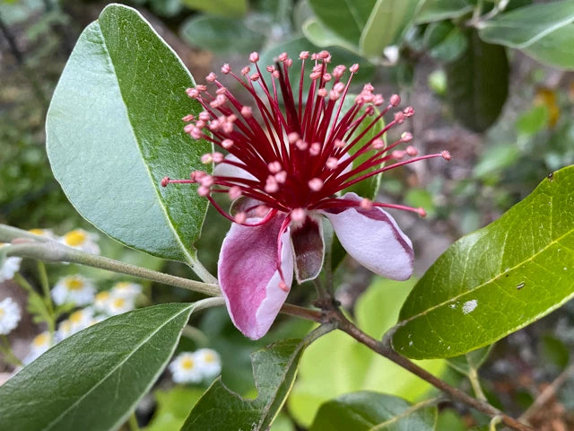 4 Unrooted Cuttings 6-8" Pineapple Guava Tree Feijoa sellowiana for Propagation - Tropical Fruit Plant