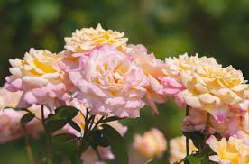Peace Rose Cuttings for Rooting - 3 Fresh 5-6 Inch Cuts with Rooting Powder - Rosa 'Peace' - USA Grown