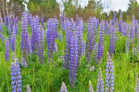 Large Leaf Lupine Seeds 500mg - Colorful Spikes, Pollinator Friendly, Lupinus polyphyllus, Native Perennial for Flower Beds