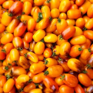 Golden Hour Micro Dwarf Tomato Seeds - 15 Heirloom Non-GMO Seeds - Solanum lycopersicum - Compact High-Yield Cherry Tomatoes