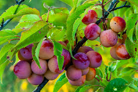 12 Wild American Plum Cuttings | Unrooted Edible Tree | Prunus americana | Fresh Wildlife Attractant