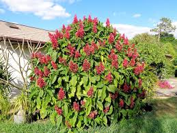Brazilian Red Cloak Cuttings 7 Fresh Unrooted Cuttings Megaskepasma erythrochlamys - Easy to Root Exotic Evergreen Shrub