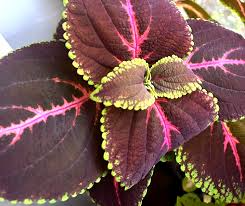 Giant Red Kong Coleus Plant | Rooted | Vibrant Red Foliage | Solenostemon scutellarioides | Perfect for Indoor/Outdoor Spaces