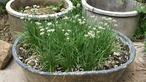 70 Bare Root Garlic Chive Leek Plants, Edible Herb, Perennial, Organic, Allium tuberosum, Culinary Gardening