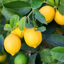 Eureka Lemon Tree Seedling 3–8" Citrus limon Indoor Outdoor High-Yielding Fruit Plant