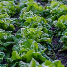 Bronze Mignonette Butterhead Lettuce Seeds 1g - Heirloom, Cold Hardy, High Yield, Lactuca sativa, Perfect for Containers