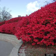 Live Burning Bush Shrub | 1-2 Yr Old | Vibrant Fall Color | Euonymus Alatus | Hardy Landscaping Plant | Strong Roots