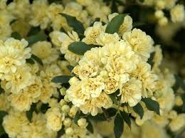 Lady Banks Climbing Rose Cuttings (4) | Thornless Soft Yellow Blooms | Organic USA Grown | Rosa banksiae ‘Lutea’