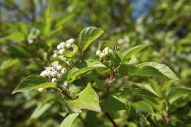 Cornus sericea Red Osier Dogwood Shrub - Live Bare Root Plant 18"-24" - Hardy Ornamental for Zones 3-8, Erosion Control
