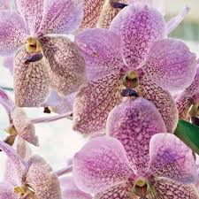 Vanda Jennae Seedling Orchid | 6-Inch Potted Tropical Orchid Plant | Rare Exotic Species for Indoor & Outdoor Cultivation