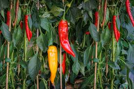 3 Jimmy Nardello Pepper Starter Plants - Sweet Italian Frying Pepper - Capsicum annuum - High Yield for Gardens & Containers