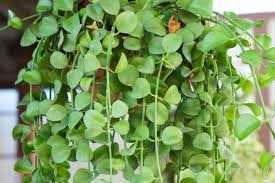 Dischidia Nummularia Cutting | Fresh Hanging Basket Plant | Easy to Grow Epiphyte | Green Leaves | Indoor Houseplant