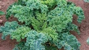 Dwarf Siberian Kale Seeds - 2000 Non-GMO Heirloom, Cool Weather, Perfect for Containers, Brassica oleracea
