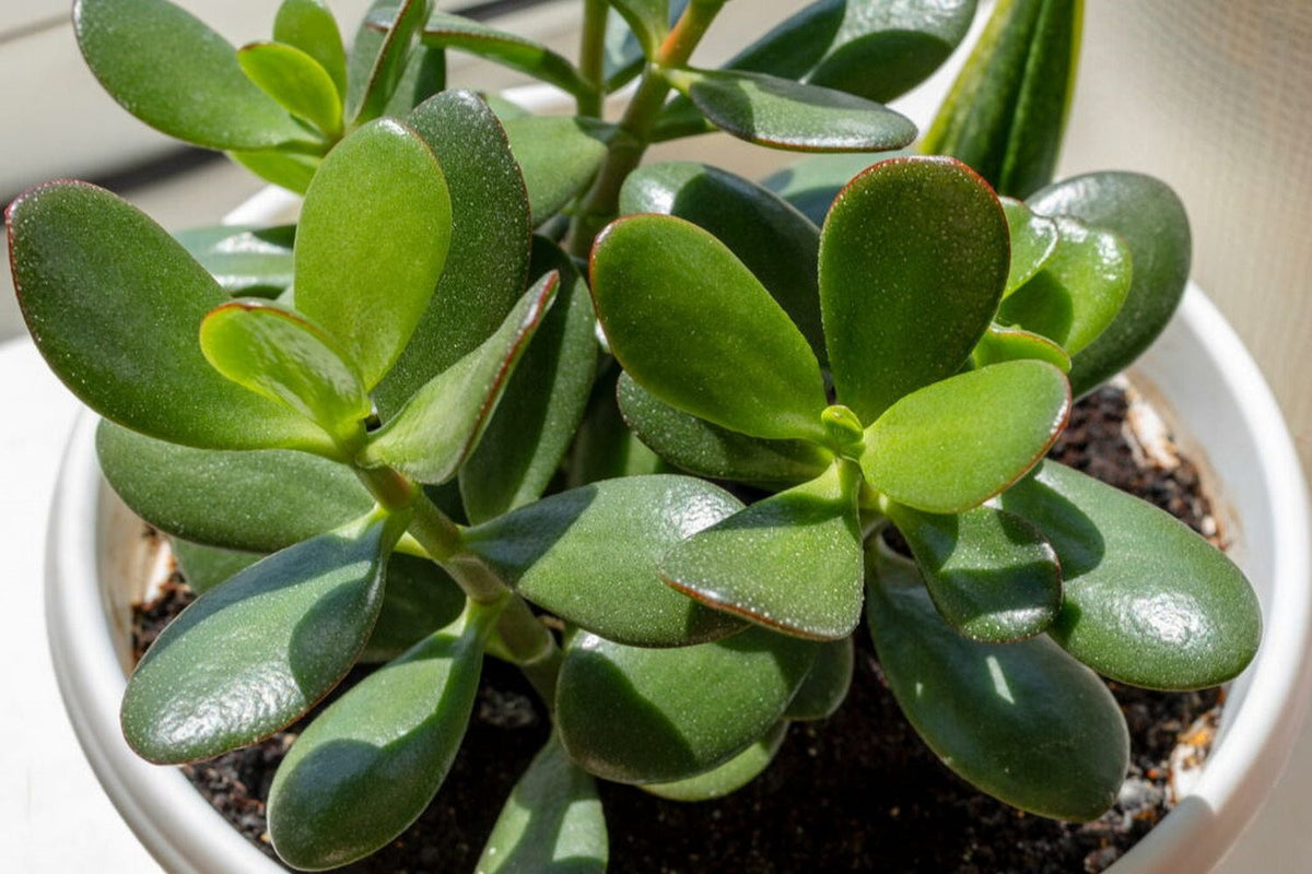 Jade Plant Cuttings - 3 Unrooted Money Succulent Starts - Crassula ovata - Easy to Grow Gift Plant - 3" to 5" Each