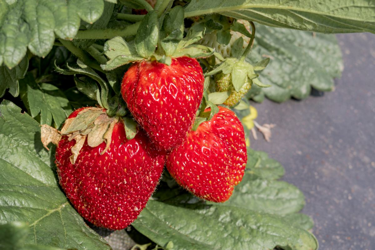 Jewel Strawberry Plants (25 Bare Root) – June-Bearing, Sweet Berries – Cold Hardy, High Yield – Fragaria × ananassa