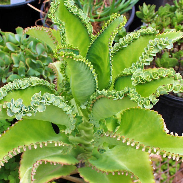4 Kalanchoe Mother of Thousands Plants - 3-4" Bare Root Alligator Plants - Live Succulent for Easy Indoor Gardening - Kalanchoe daigremontiana