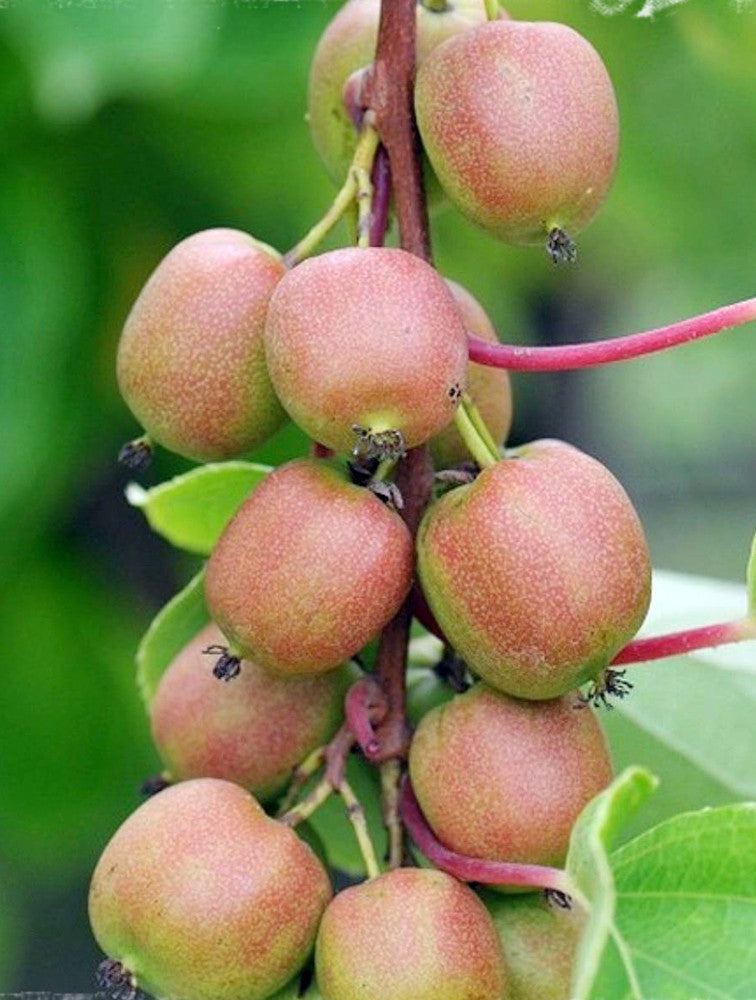 10 Hardy Kiwi Cuttings - Organic Unrooted Female Actinidia arguta ‘Geneva’ - Cold Hardy, Sweet Fruit, Easy to Grow