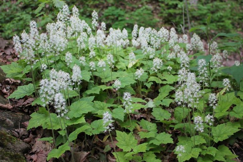 3 Bare Root Foamflower Plants | Native Woodland Ground Cover | Tiarella cordifolia | Shade Garden Wildflower
