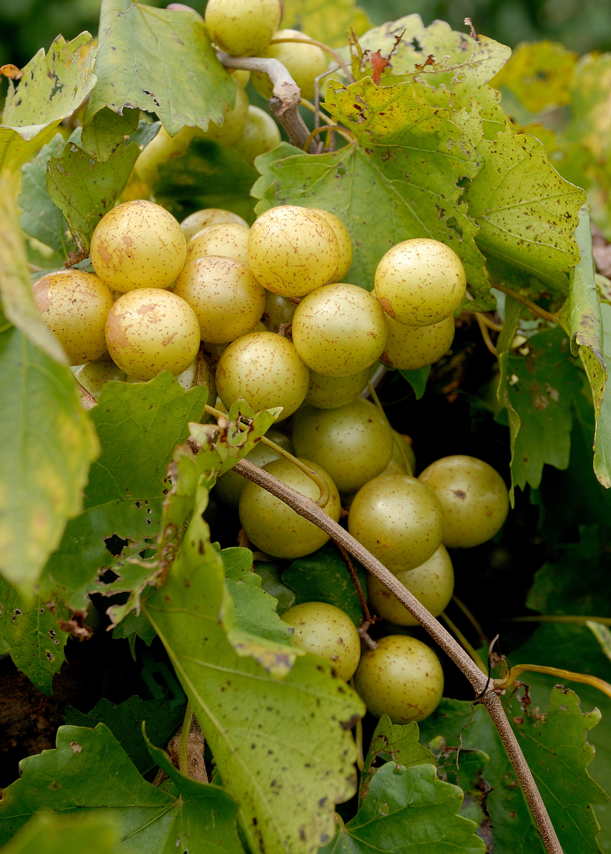 Muscadine Grape 'Welder' (Vitis rotundifolia)