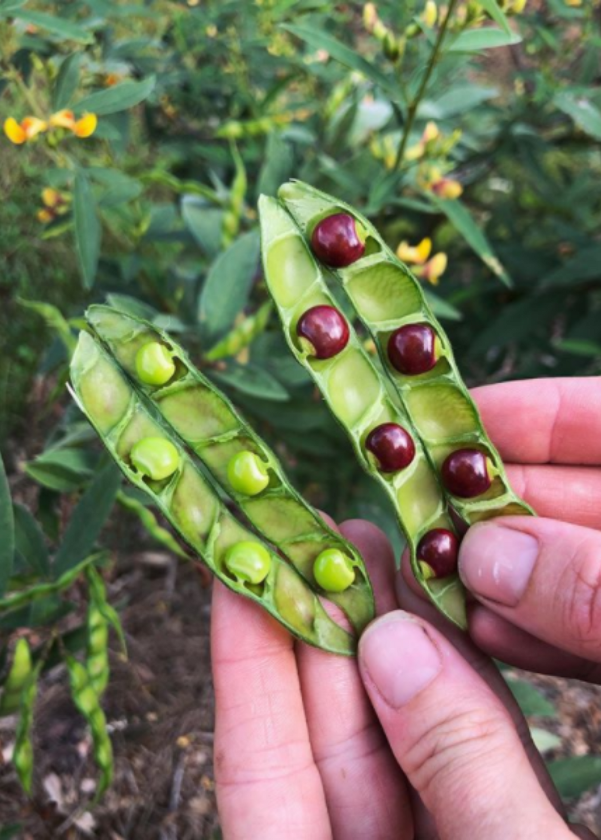 Pigeon Pea, Green (Cajanus cajan)
