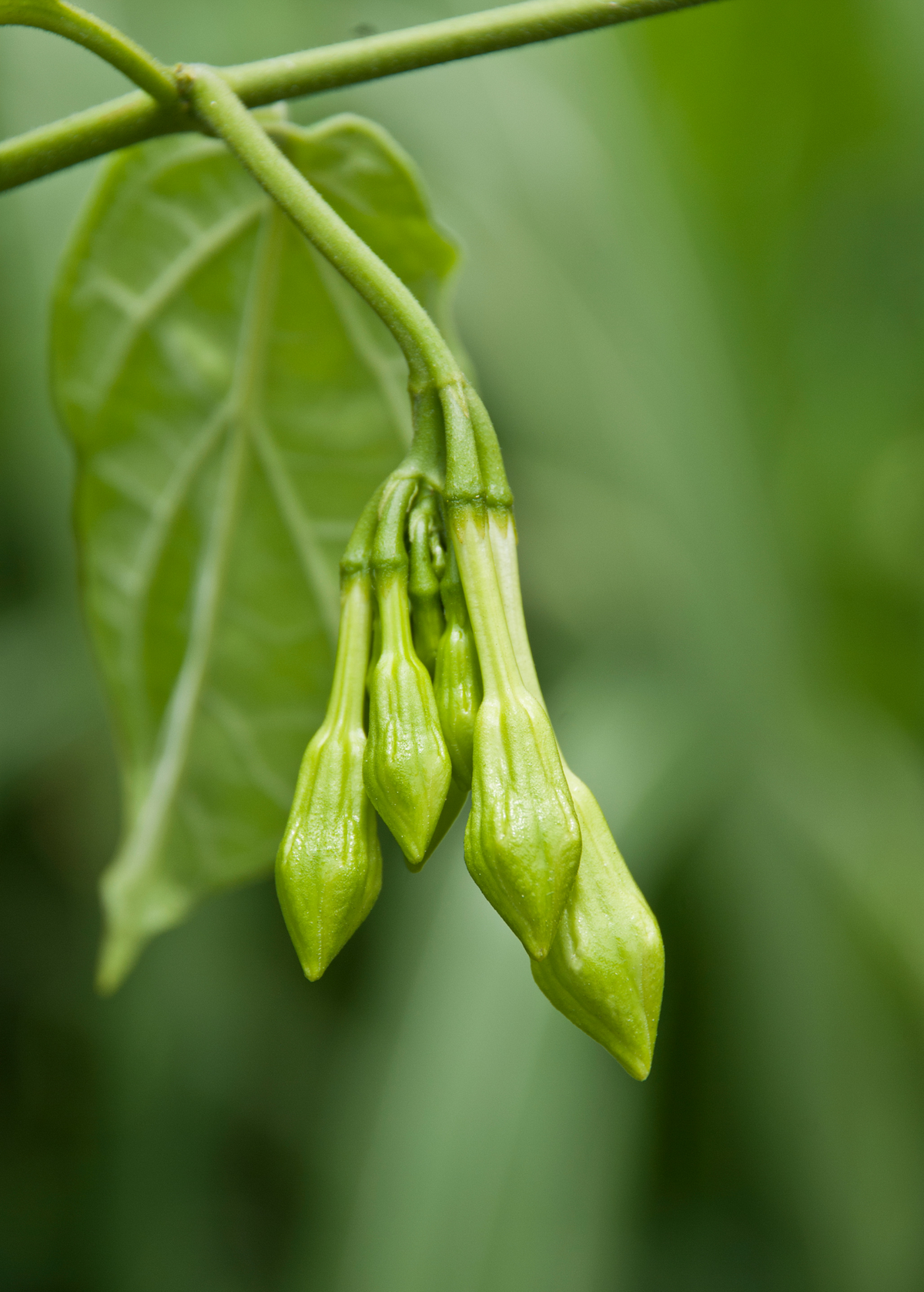 Loroco (Fernaldia pandurata)