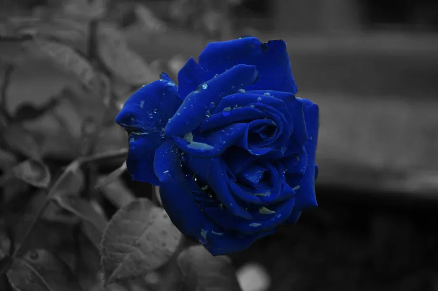 Super Rare Midnight Blue Rose Cuttings - 3 Fresh Scions for Rooting - Deep Purple Blooms - Rosa ‘Midnight Blue’