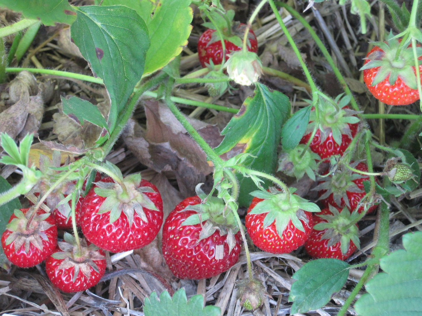 Everbearing Strawberry Plants (10 Bare Root) - Seascape Variety - Non-GMO - Large Sweet Berries - Perfect for Gardens