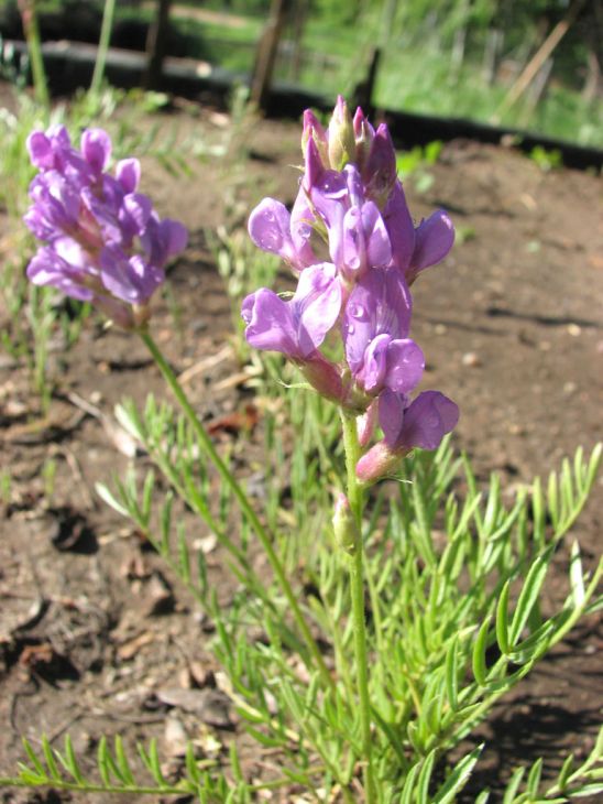 Showy Locoweed Seeds - 25 Premium Oxytropis lambertii - Native Perennial Wildflower, Nitrogen-Fixing Prairie Plant
