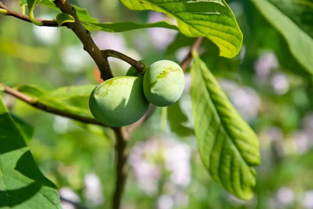 2 Pawpaw Trees Live Plants 6-12" | Asimina triloba | American Paw Paw Fruit Tree | Cold Hardy Bare Root Seedlings