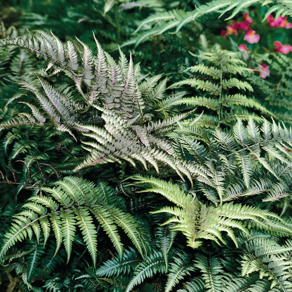 Set of 3 Bare Root Japanese Painted Ferns, Silvery-Purple Foliage, Athyrium niponicum, Hardy Shade Perennial, Low Maintenance