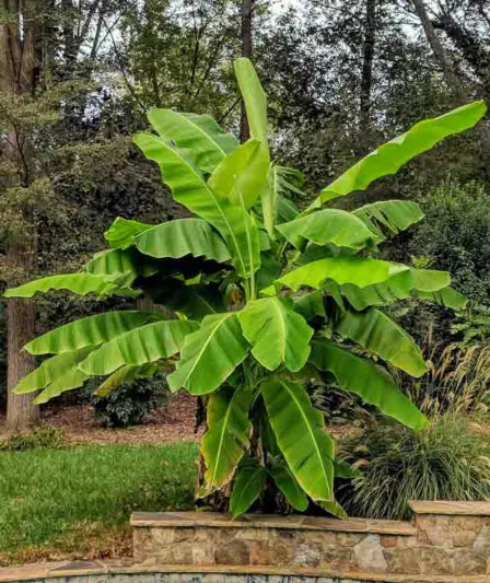 Cold Hardy Banana Plant - Bare Root Starter - Musa Basjoo - Japanese Fiber Banana - Non-Fruiting Ornamental - Tropical Aesthetic